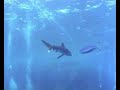 2005-10 Marsa Alam Deep South Scuba Diving 3/3