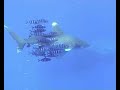 200510-marsa-alam-deep-south-scuba-diving-33.html