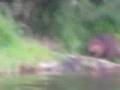 videos de The hunt for a beaver.. ( Part 1 )