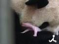 Baby pandas born!