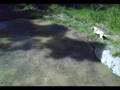 videos de cachorro nadador