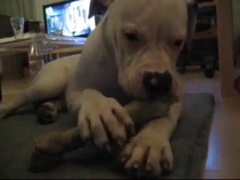 Loke the American Bulldog - messing around solo