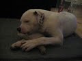 loke-the-american-bulldog-messing-around-solo.html