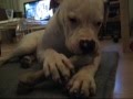 Loke the American Bulldog - messing around solo