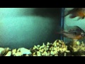 2ft tank with Red Kelah, Pictus Catfish, Cichlids and Congus tetra