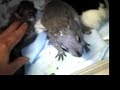 nothing cuter than a baby squirrel! nothing cuter than a baby squirrel!