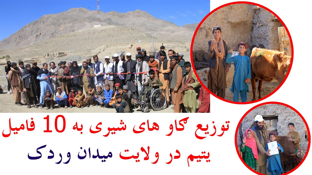 Cow Distribution program For 10 Orphas families  in Wardak Province/ په میدان وردګ کې د یتمانو لس ک