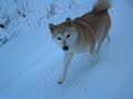 x-c skiing with dogs