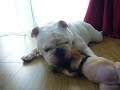 Bulldog being harassed by sister part 2