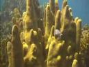 Jamaica Video