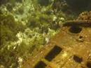 Diving Jamaica