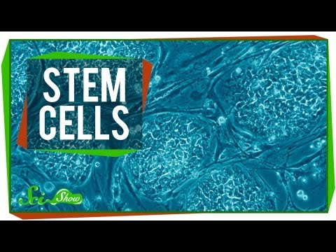 how to obtain stem cells