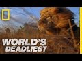 World's Deadliest - Lion Pack vs. Buffalo - YouTube