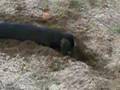Salchicha video