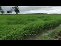 Best music nature lover ❤whatsapp Staus ||Nature whatsapp