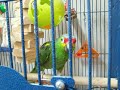 Gus, Red Lored Amazon at the shelter