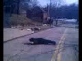 idiot rolling down hill