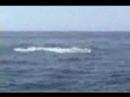 Whalesong