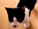 This is Keiko 5: Bolder & Bolder