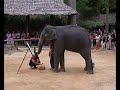 Maesa Elephant Camp Thailand