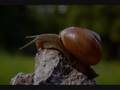 Snails... what else?