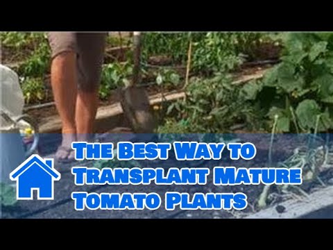 how to transplant tomato plants