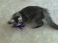 Maine Coon kittens Maine Coon kittens