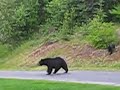 Three little bears Three little bears