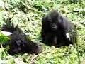 Baby gorillas playing2, Bwindi, Uganda