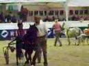 Pferdemesse 2006