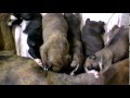 videos de 8 cuccioli di boxer al 16esimo giorno di vita