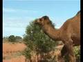 Aussie Folk Song