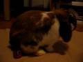 Raidon The Hollandlop Video 2