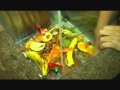 videohappytritt.wmv