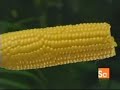 Eco Tech: Future Fuels: Biodiesel (grass) Eco Tech: Future Fuels: Biodiesel (grass)