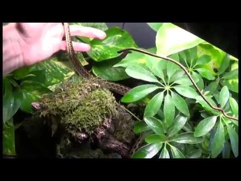 how to replant a terrarium
