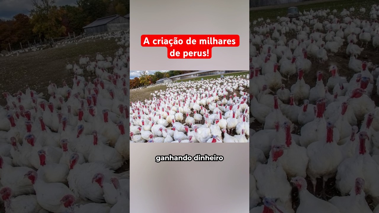 A Criação De Milhares De Perus Em Fazenda