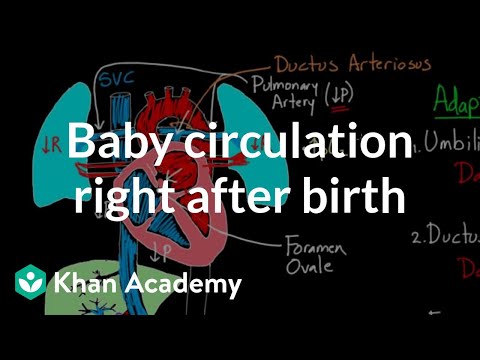 6 05 Fetal Circulation Chart