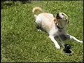 dandy dog bites a sprinkler