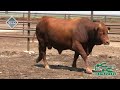 Beef Master Bull Semmen for Sale