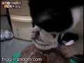 Cat VS Peanut Jar Cat VS Peanut Jar