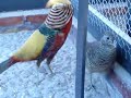 Golden Pheasants Golden Pheasants