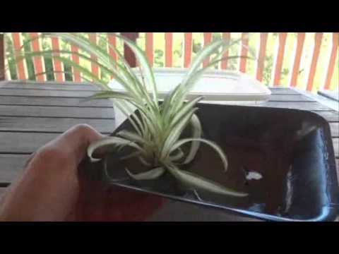 how to replant spider plant babies