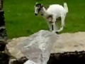 Daredevil Goat - animals, climbing, daredevil, goat, india, mamallapuram