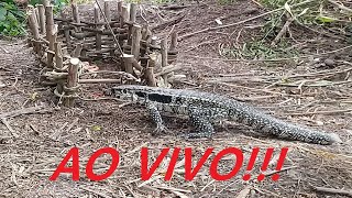 Pegando Lagarto Teiú Tejú AO VIVO na armadilha d