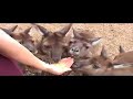 Healesville Animal Sanctuary, Australia