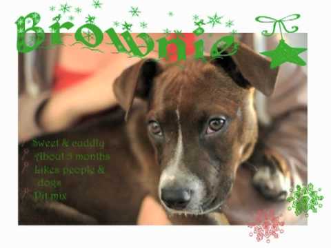 dogs at the holidays - All these awesome adoptable dogs want is a home for the holidays!