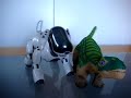 Aibo meets Pleo
