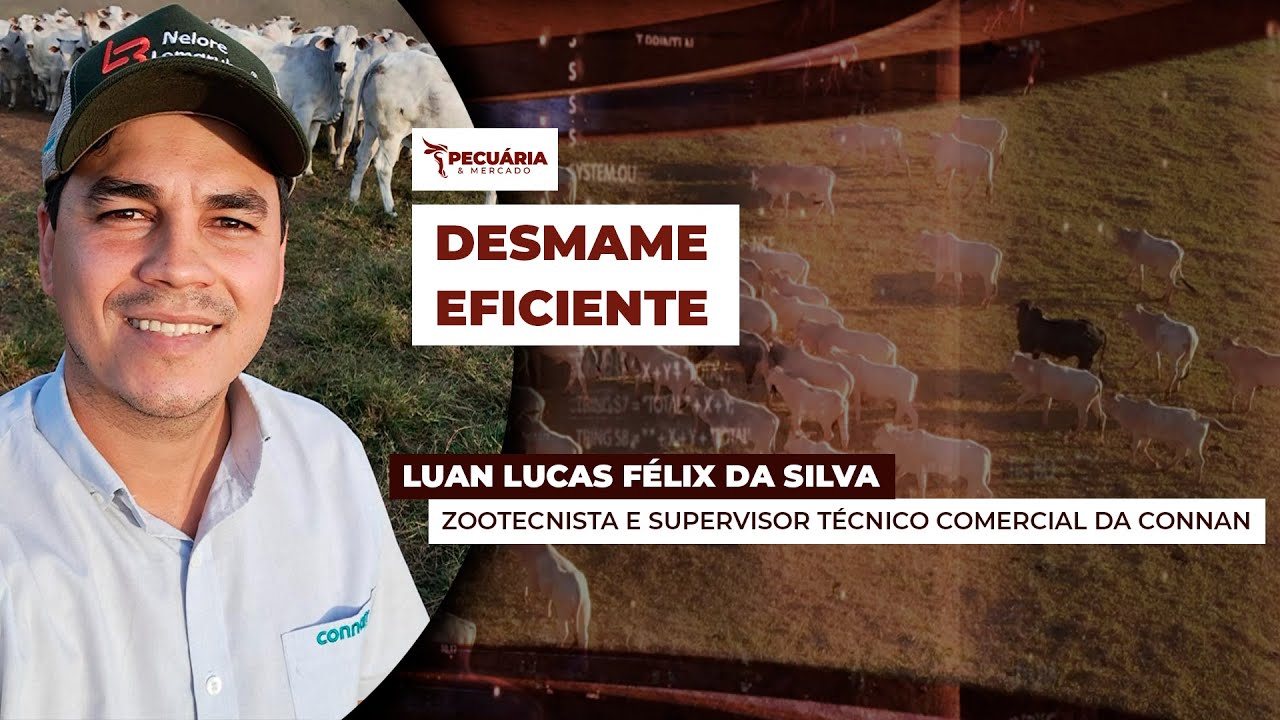 Especialista traz dicas para reduzir estresse no desmame dos bezerros e evitar perda de peso