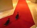 marcha dos patos